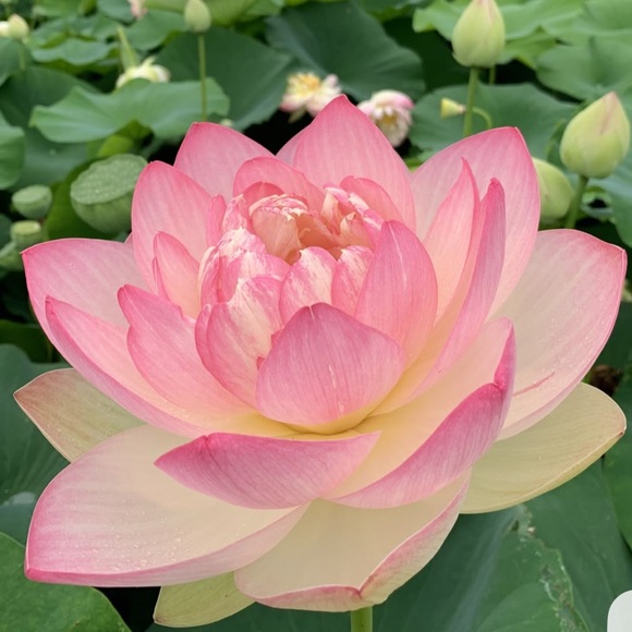 Meet your Posher, Crystal - Picture 1 of 1